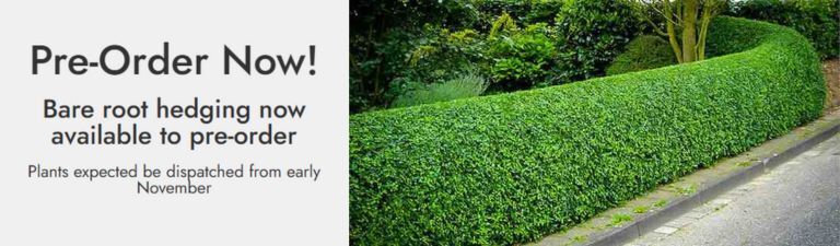 pre order bare root hedging now for early November  dispatch