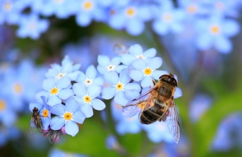 A bee foraging from the bright Forget-me-Not wildflower