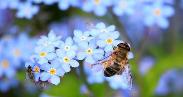 A bee foraging from the bright Forget-me-Not wildflower