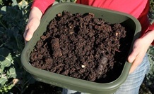 Harvesting vermicompost in a tray