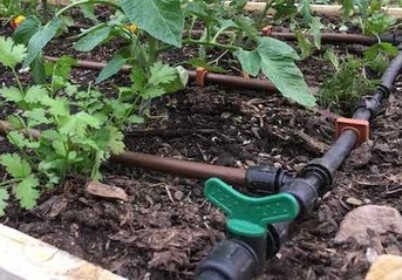 A raised bed with a drip irrigation system installed 