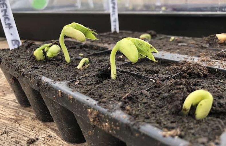 seedlings in a modular tray
