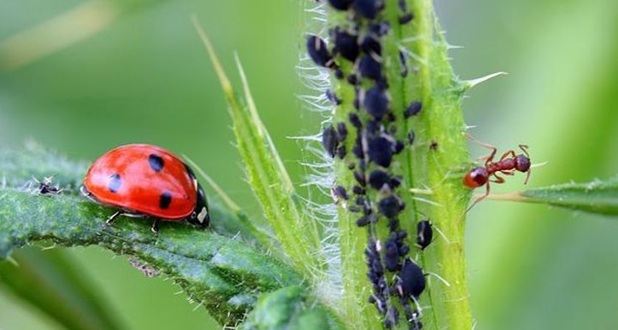 a ladybird moving towards some doomed aphids