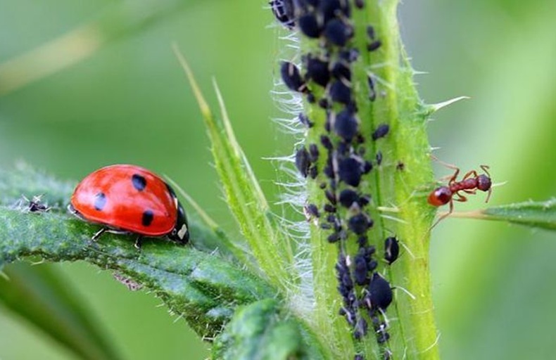 a ladybird moving towards some doomed aphids