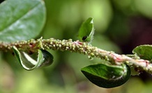 aphids on plant stem