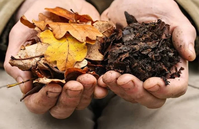 comparing collected leaves with broken down leaves
