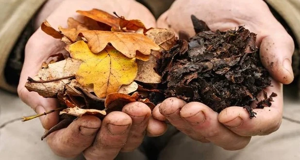 comparing collected leaves with broken down leaves
