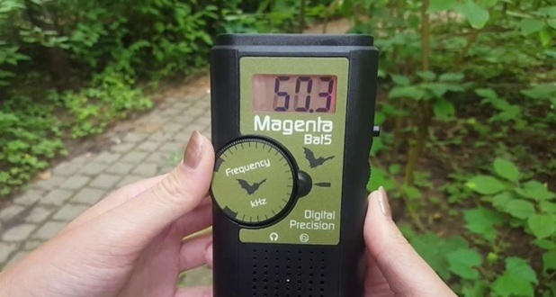 a Magenta bat detector