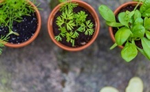 Container plants