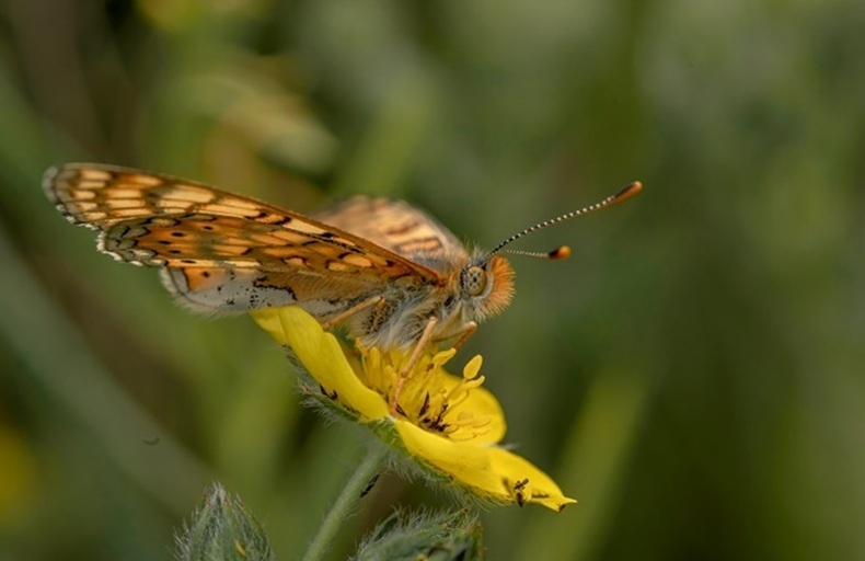 a Marsh fritillary butterfly on a flower