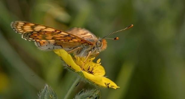 a Marsh fritillary butterfly on a flower