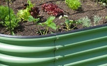 a galvanised metal raised bed, all planted up