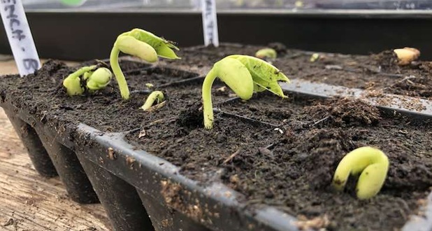 seedlings in a modular tray
