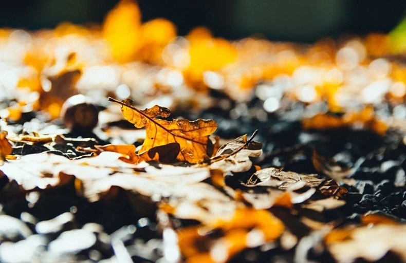 oak leaves close up.