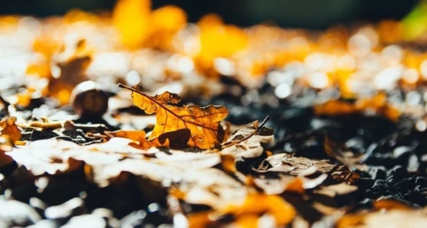 oak leaves close up.