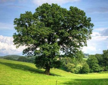 Oak tree standing alone in field