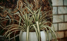 indoor spider plant