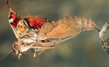 Painted Lady butterfly