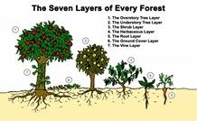 7 layers of forest garden