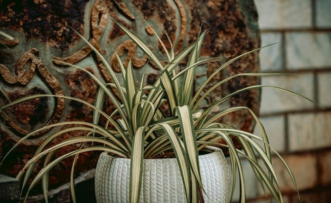 Indoor plant in container
