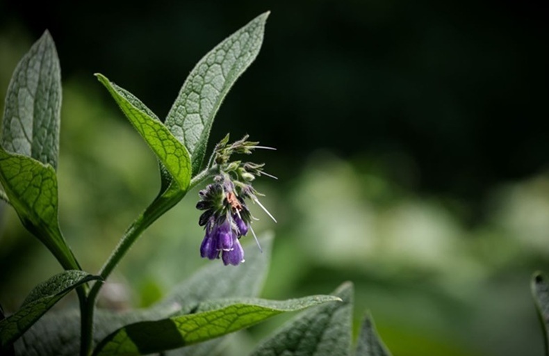 Comfrey plant