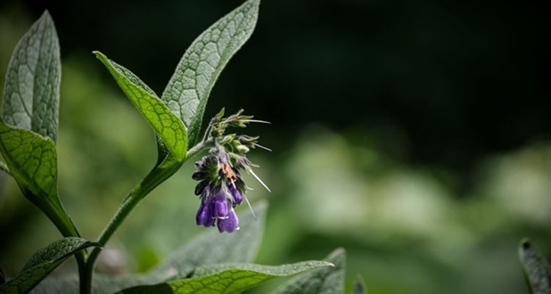 Comfrey plant
