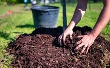 Applying mulch around a tree root