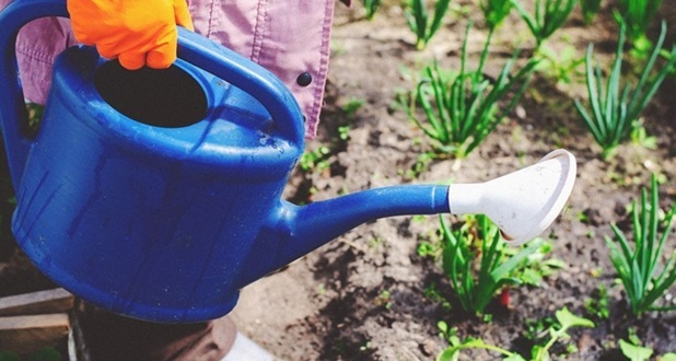 blue watering can with plants and soil