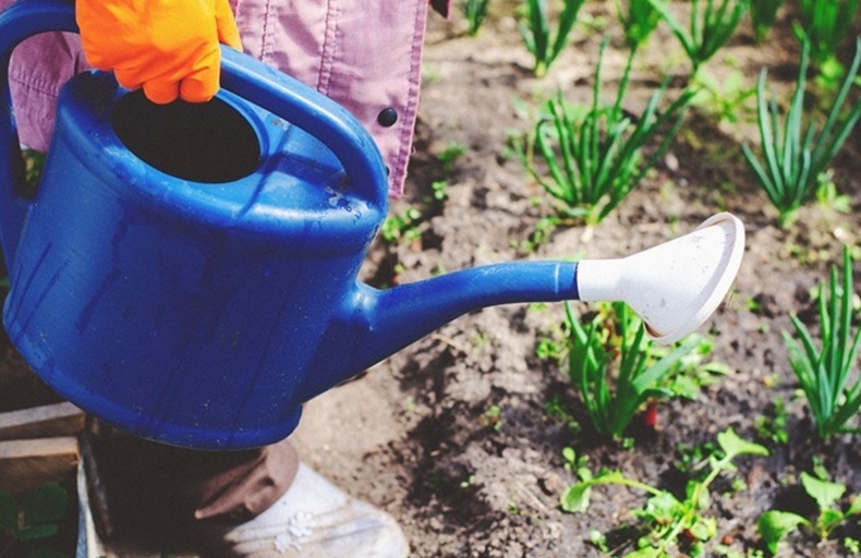 blue watering can with plants and soil