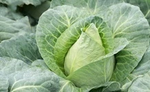 spring cabbage