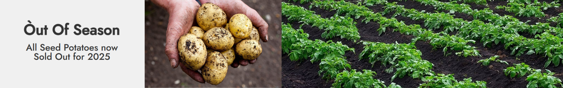 Seed potatoes out of season for 2025