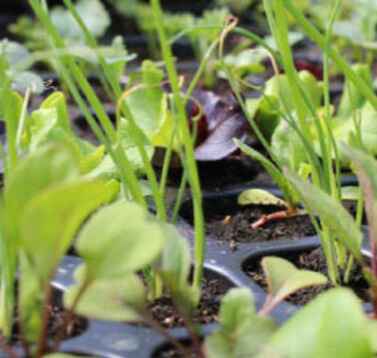 Close up of seedlings in a tray