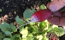 radish french breakfast