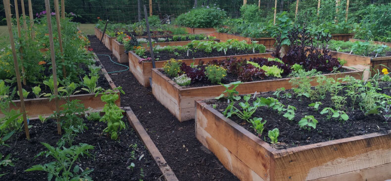 Quickcrop timber raised vegetable beds