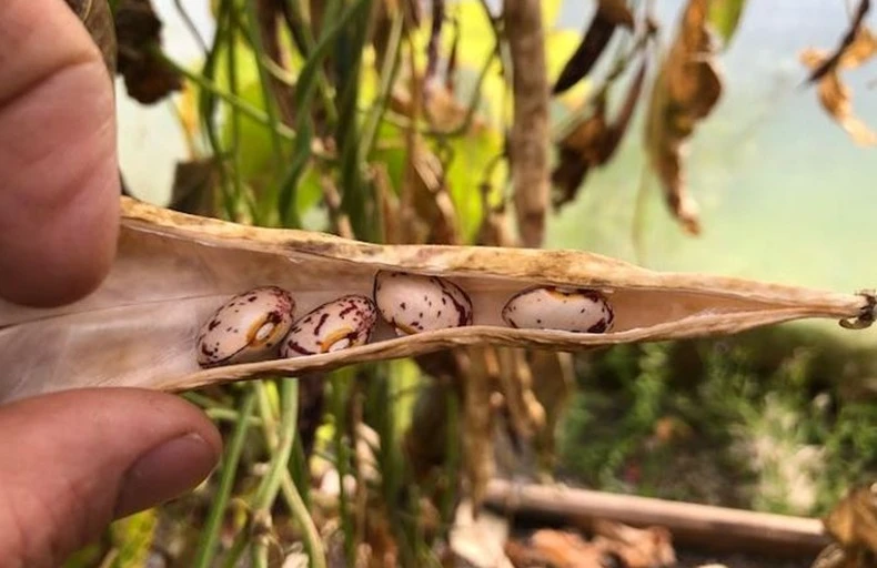 pinto bean seeds in a pod