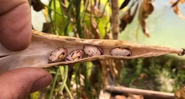pinto bean seeds in a pod