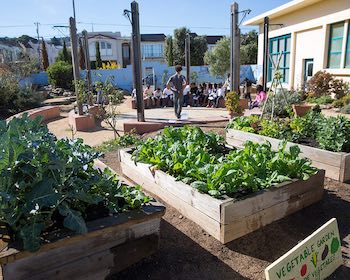 What to sow in aschool vegetable garden