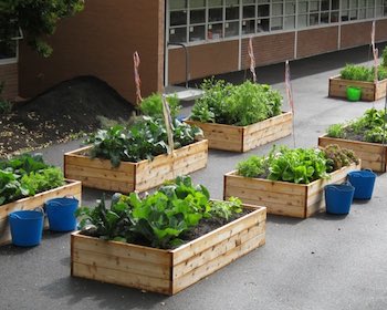 Where to build a school vegetable garden