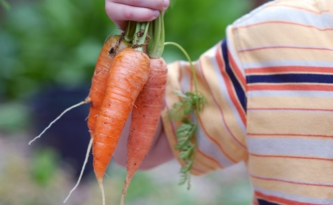 harvested carrots
