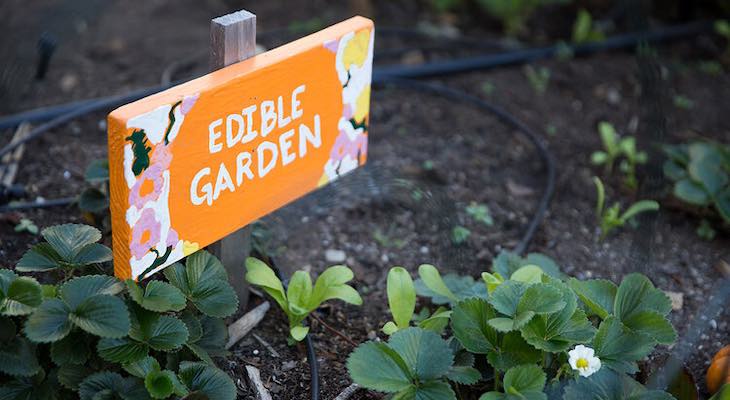 An introduction to creating a school vegetable garden