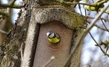a Schwegler nest box, with bird poking out of entrance hole