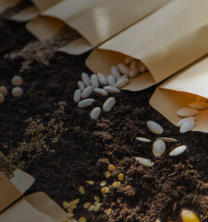 20% Off vegetable seeds offer