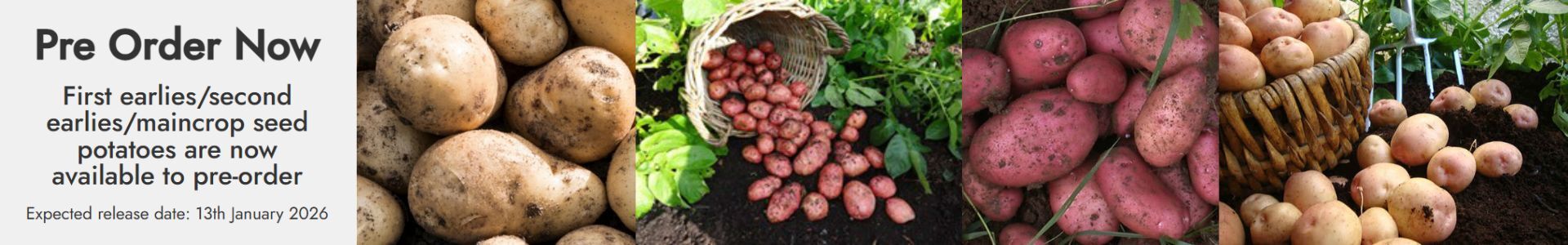 seed potatoes now available to pre-order