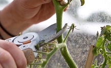 stopping tomatoes