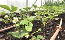 strawberry plants