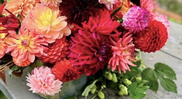 colourful flowering dahlia blooms