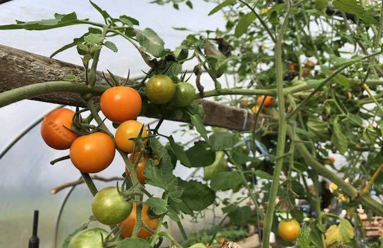 sungold tomatoes in the polytunnel