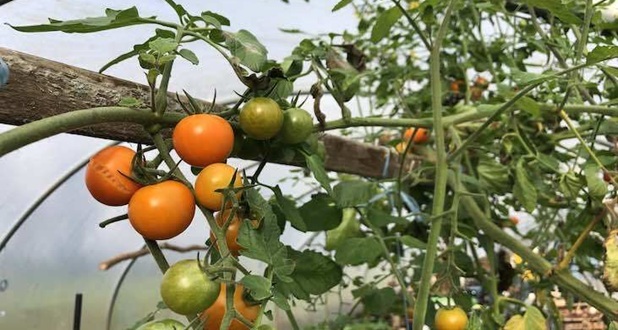sungold tomatoes in the polytunnel