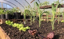 lettuce and sweetcorn in the polytunnel