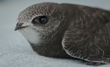 A fledling swift.